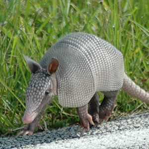 Nine-banded armadillo in green grass