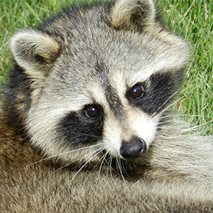 Raccoon Home and Yard Damage