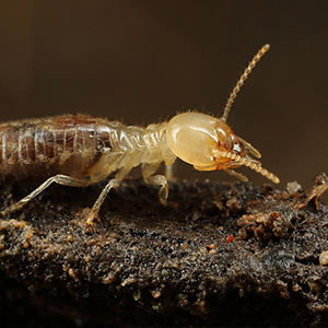 Close-up of a termite