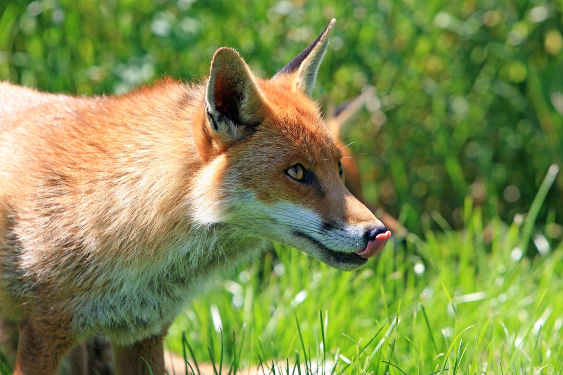 A Red Fox licking its lips hungrily