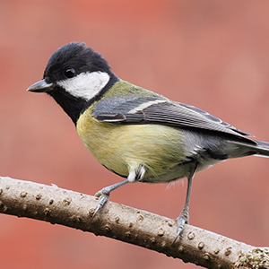 bird control services