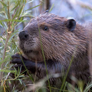 Beaver Removal