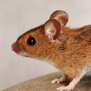 Rodent Removal