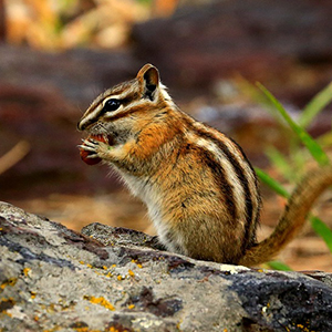 get rid of chipmunks