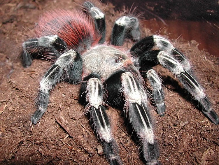 Terrifying new species of spider 'like a tarantula' discovered