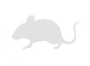 Rodent Control