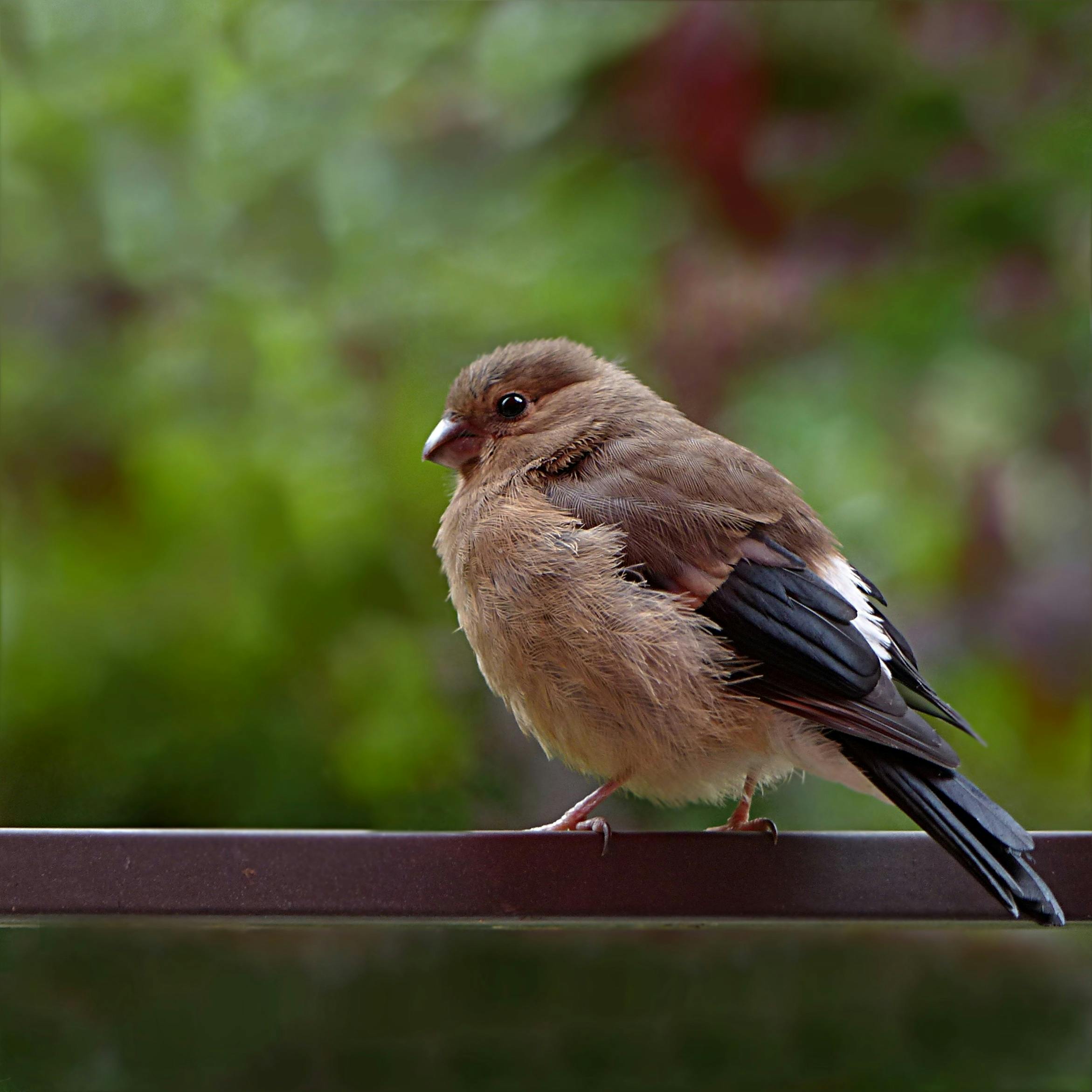 bird