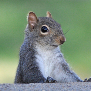 Squirrel Removal & Control