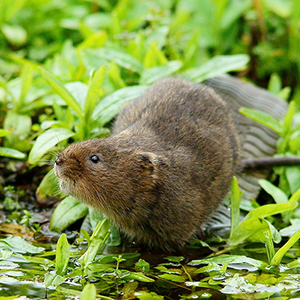 Tips For Trapping Voles