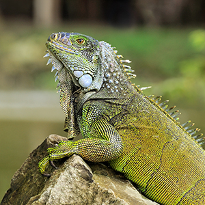 Lizard Removal & Control