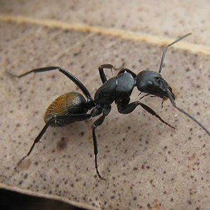 Insect Removal & Control